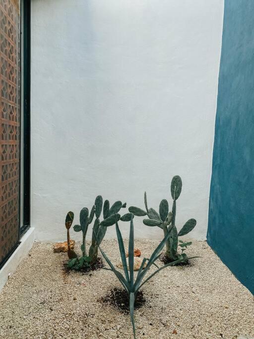 메리다 Modern Casa With Pool 7 Mins From Centro 5Min La Plancha Park 빌라 외부 사진